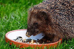 brown Hedgehog eating HD wallpaper