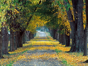 landscape photography of road between trees