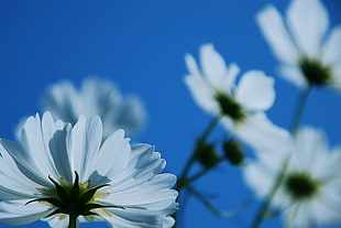 focus photography of white petaled flowers
