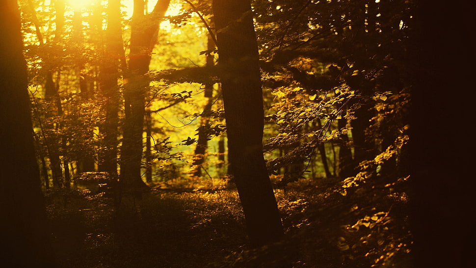 brown lone tree on forest HD wallpaper
