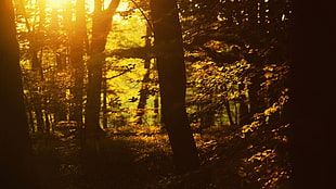 brown lone tree on forest