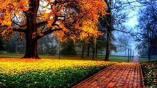 pathway along flower garden and trees painting HD wallpaper