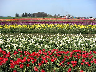 landscape photograph of red, white, yellow, and purple flowerbed