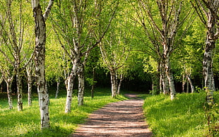 brown pathway surrounded by trees through forest
