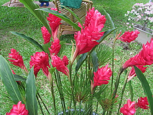red petal flower near green grass