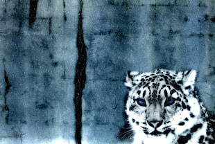 tiger illustration, leopard, snow, animals