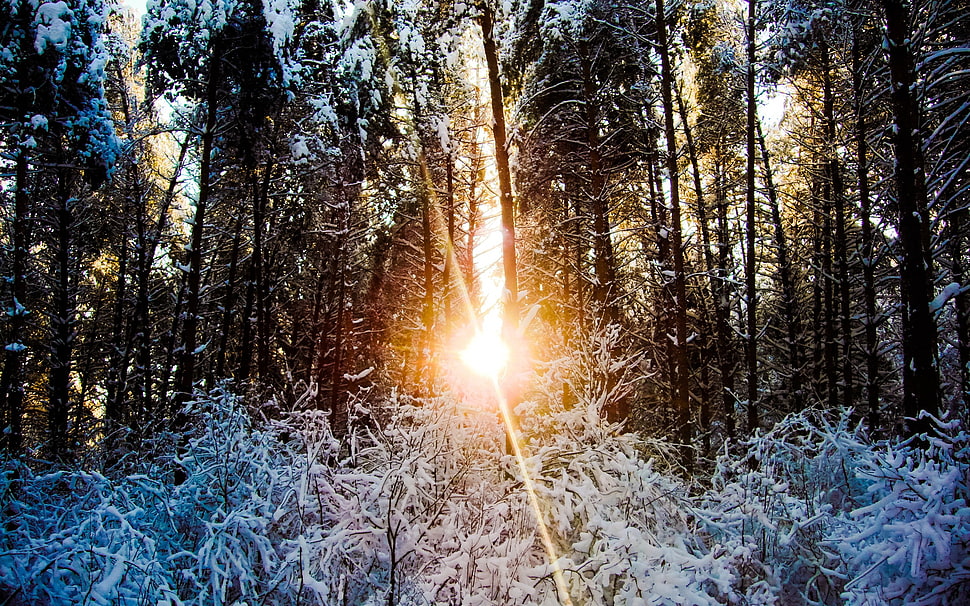 green leafed trees, winter, forest, snow, trees HD wallpaper