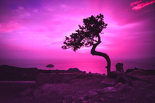 silhouette of tree near seashore edited photo HD wallpaper