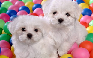 two white Shih Tzu puppies HD wallpaper
