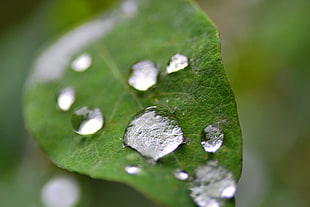 selective photo of water drops on green leaf plant