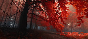 red leafed trees photography
