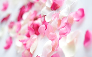 pink and white petals photo