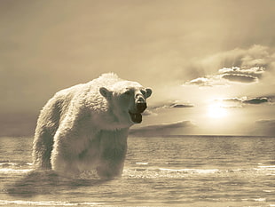 Polar bear