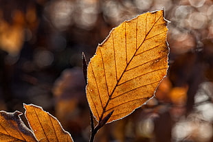 view of brown leaf HD wallpaper