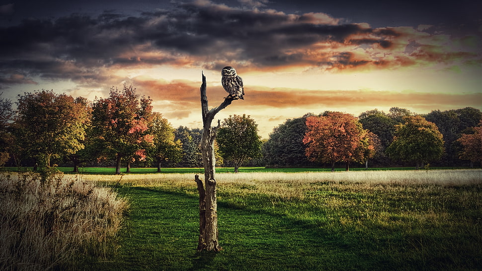 black and gray owl on brown tree painting HD wallpaper