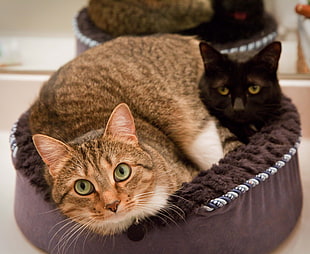 shallow focus photography of brown and black cats on cat bed