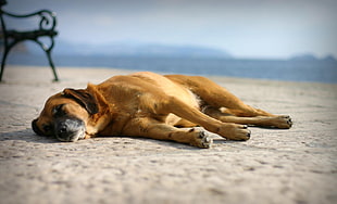 focus photography of brown short coated dog lying on ground
