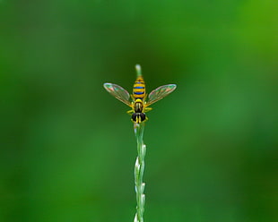 selective focus photography of bee on branch HD wallpaper