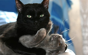 closeup photo of black cat holding gray cat