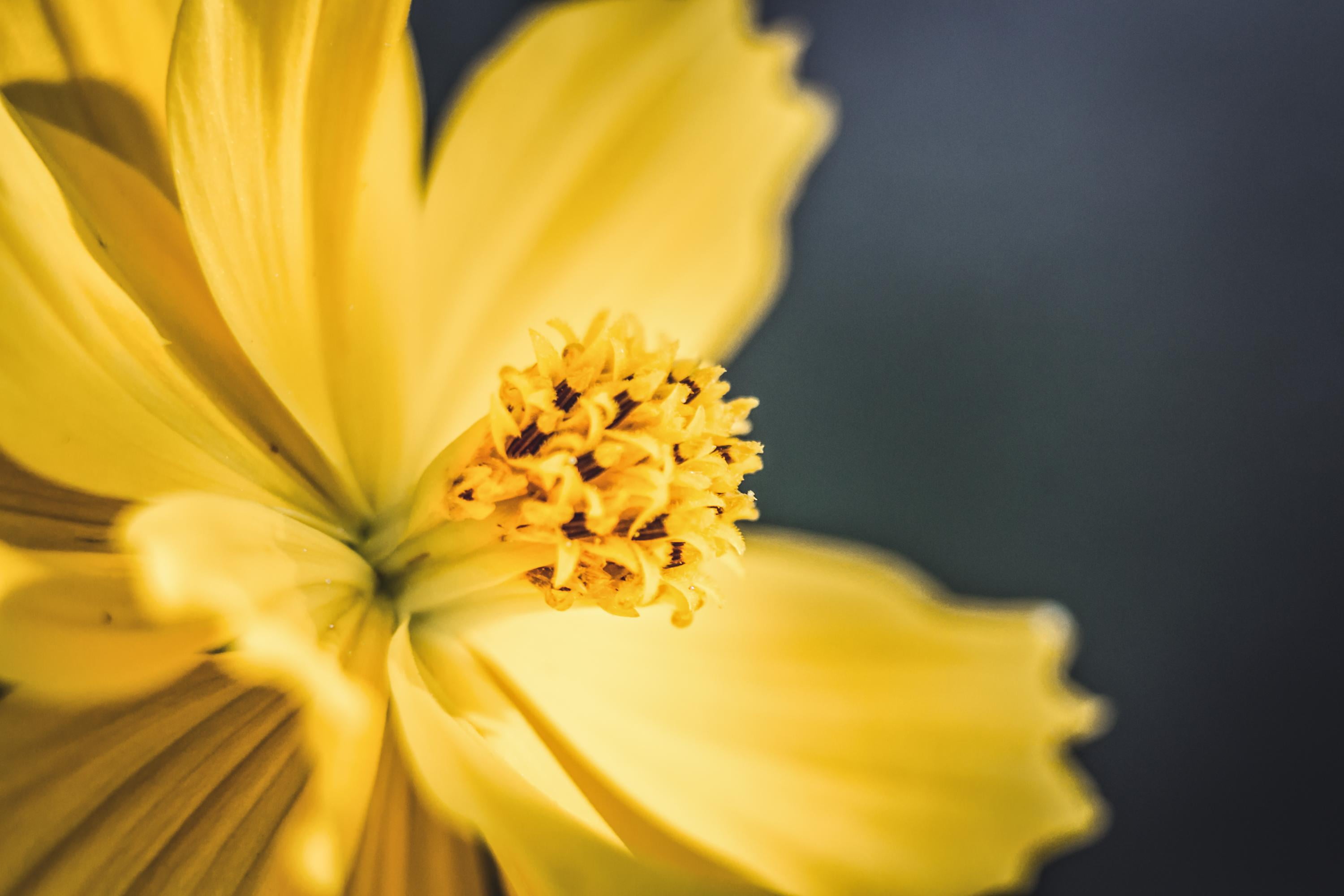 selective focus photography of yellow petaled flower