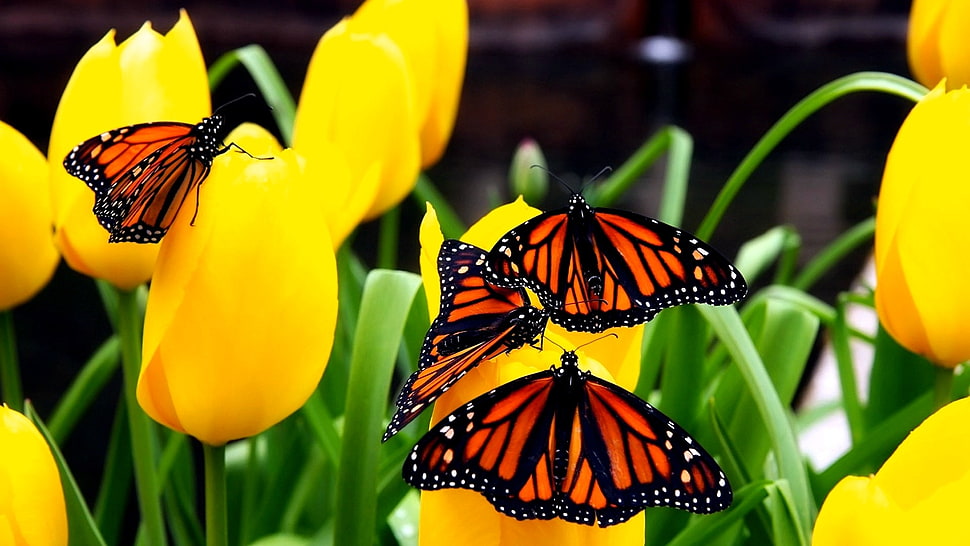 macro shot photocgraphy of monarch butterflies HD wallpaper