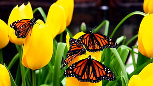 macro shot photocgraphy of monarch butterflies HD wallpaper