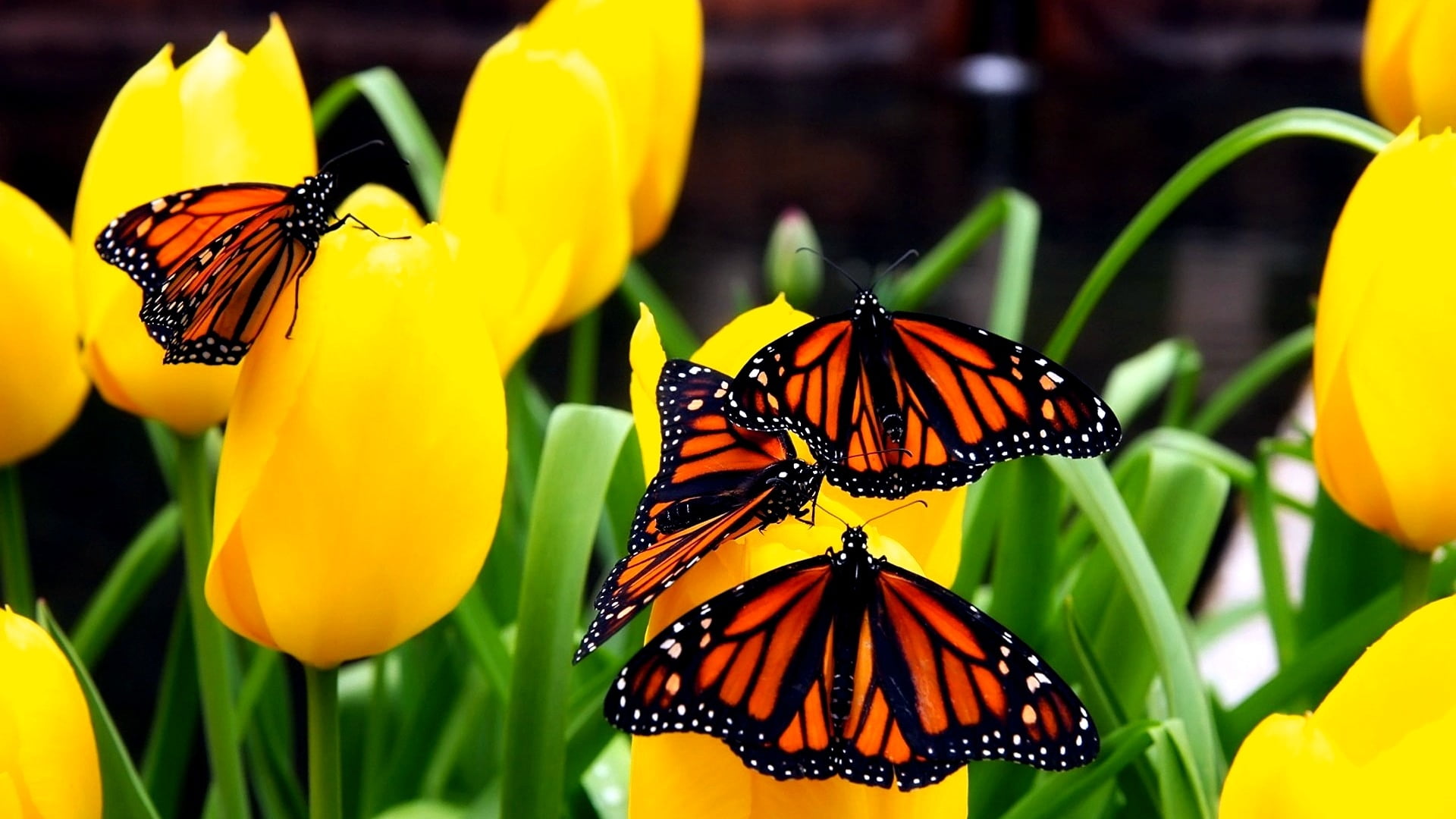 macro shot photocgraphy of monarch butterflies