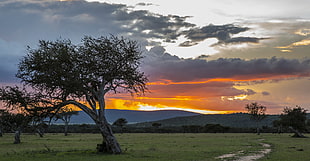 photography of tree near grass and view of mountain, kenya