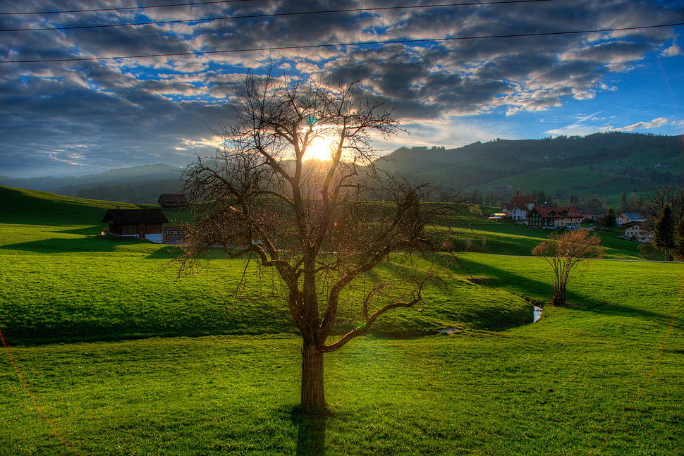 bare brown tree under white clouds and blue sky during daytime HD wallpaper