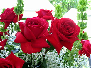 red rose and baby's breath bouquet HD wallpaper