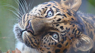 brown leopard, jaguars