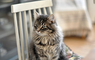 selective focus photography of silver Maine coon cat on chair HD wallpaper