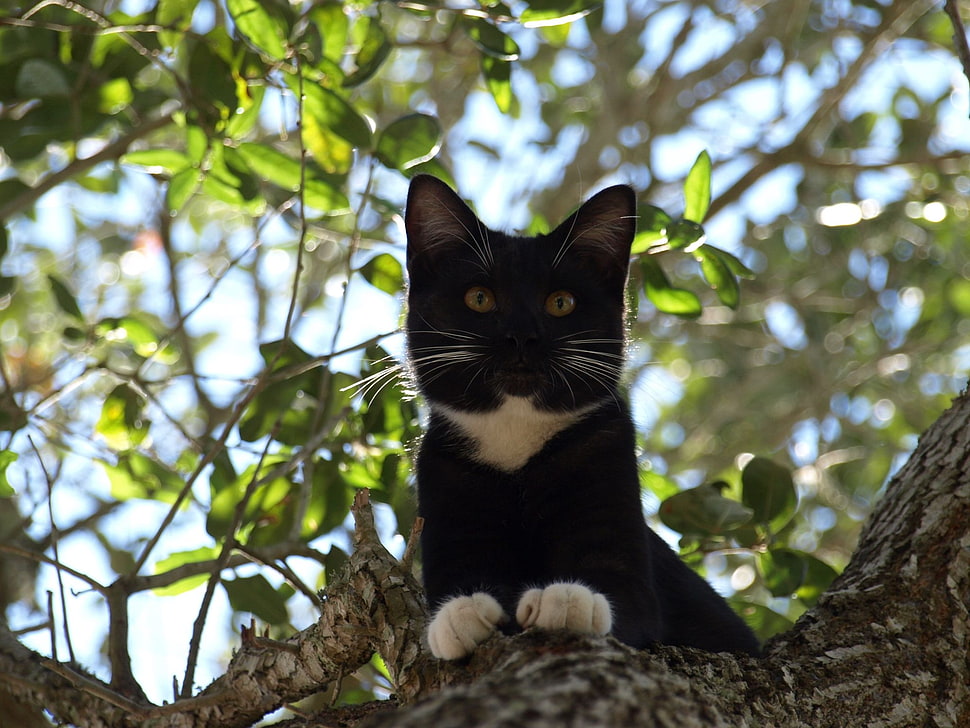 tuxedo cat of tree HD wallpaper