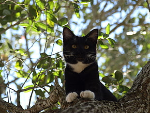 tuxedo cat of tree