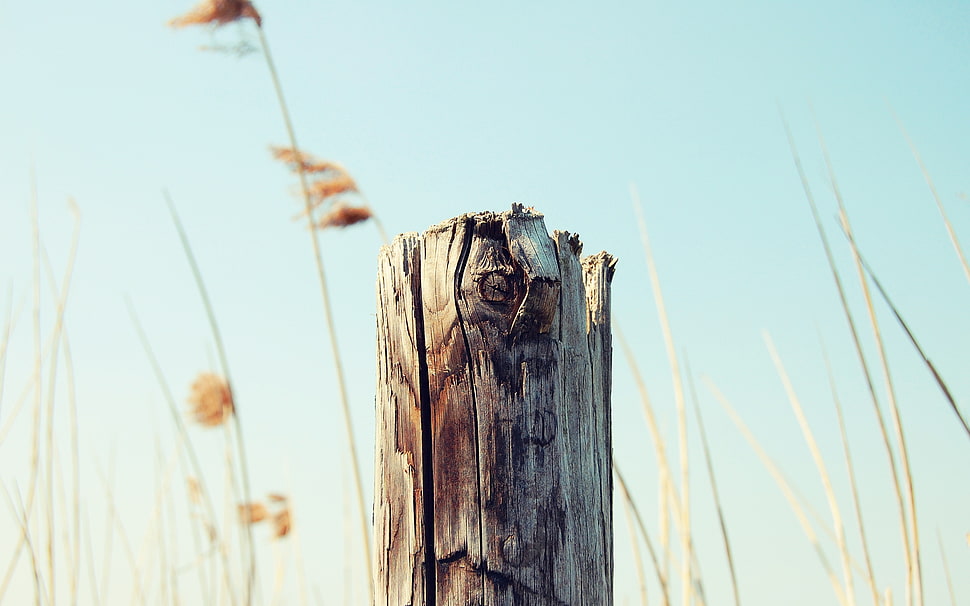 brown tree log macro photography HD wallpaper