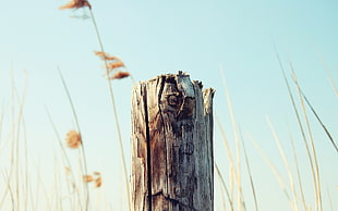 brown tree log macro photography