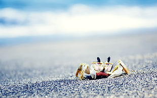 brown crab, crabs, sea, sand, animals HD wallpaper