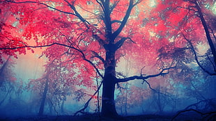 red leafed tree, trees, mist, red leaves