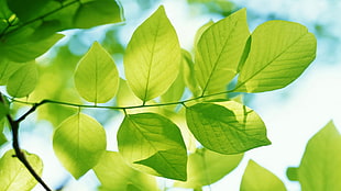 photo of green leaves HD wallpaper