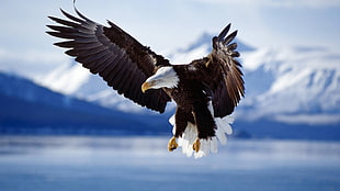 brown and white bald eagle, eagle, birds, animals, bald eagle HD wallpaper