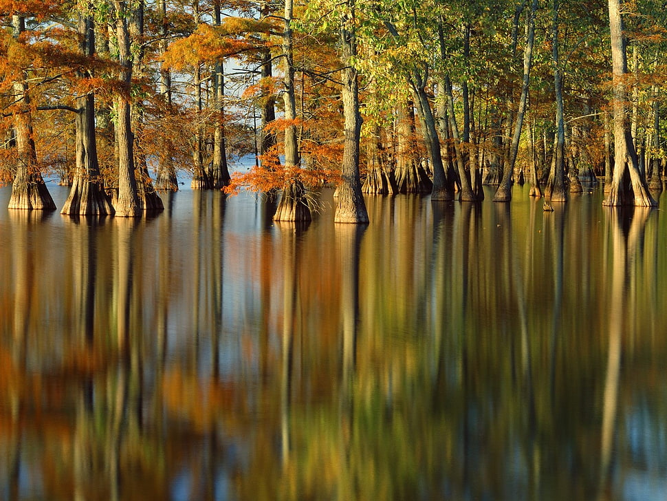 photography of trees during daytime HD wallpaper