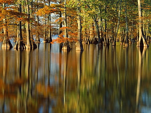 photography of trees during daytime