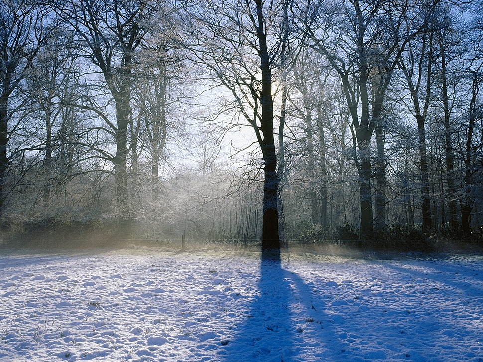 leafless black trees near white snows HD wallpaper
