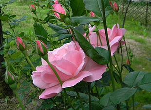 pink Roses closeup photography at daytime HD wallpaper