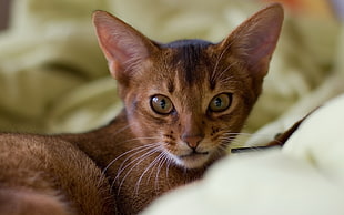 Short Coated Brown Cat Laying on white Textile
