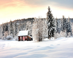 brown wooden snow house, landscape, snow