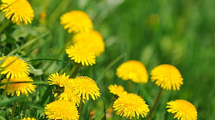 yellow flower lot