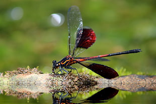 red and orange dragonfly HD wallpaper