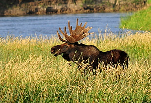 brown moose standing on green grass field during daytime, bull moose, coyote willow, seedskadee national wildlife refuge