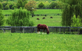 brown horse on open field HD wallpaper